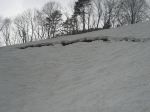 IMG_1232_1_1.JPG