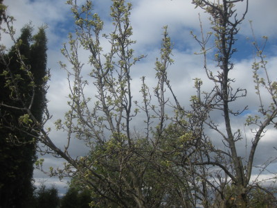 IMG_4043_1.jpg