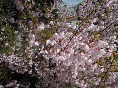 DSCN8966.jpg