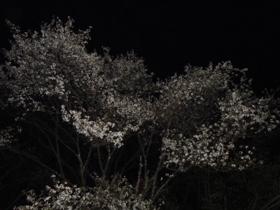 DSCN9098_1.jpg